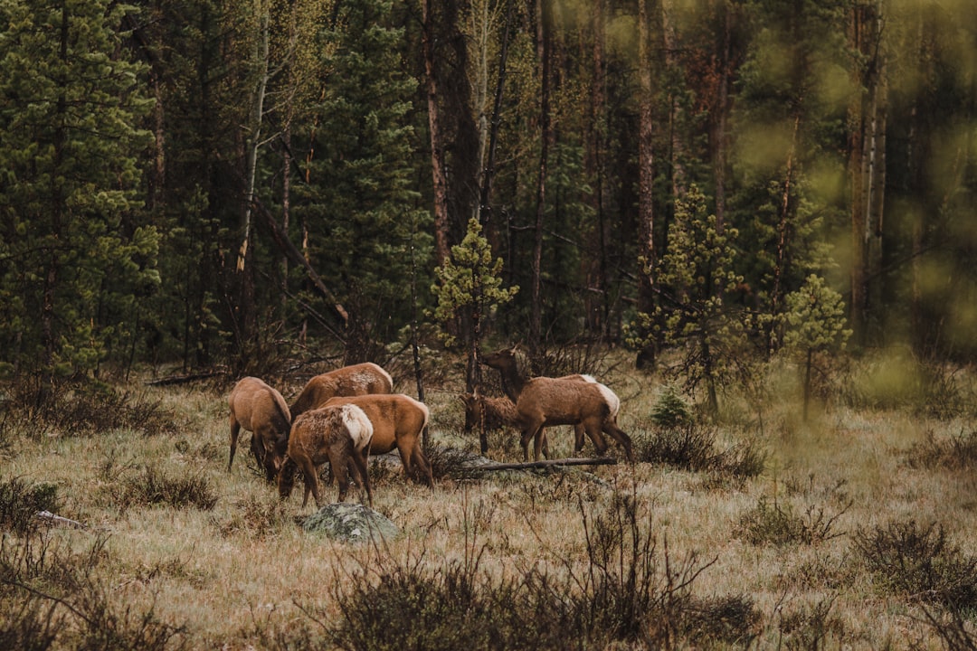 Découvrez le parc national de Grand Teton : un bijou de la nature | Secret World Trip Planner