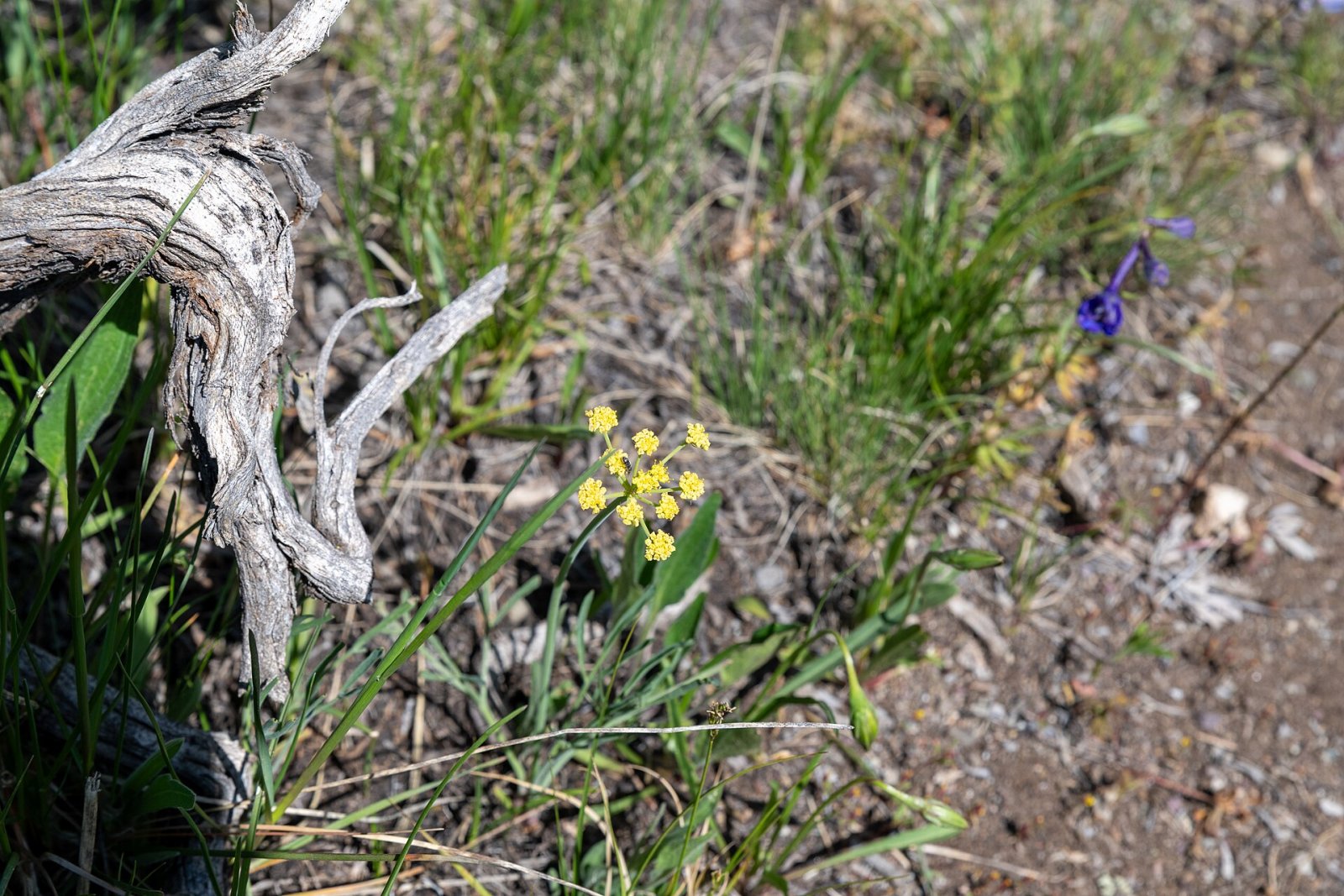 Découvrez le parc national de Grand Teton : un bijou de la nature | Secret World Trip Planner