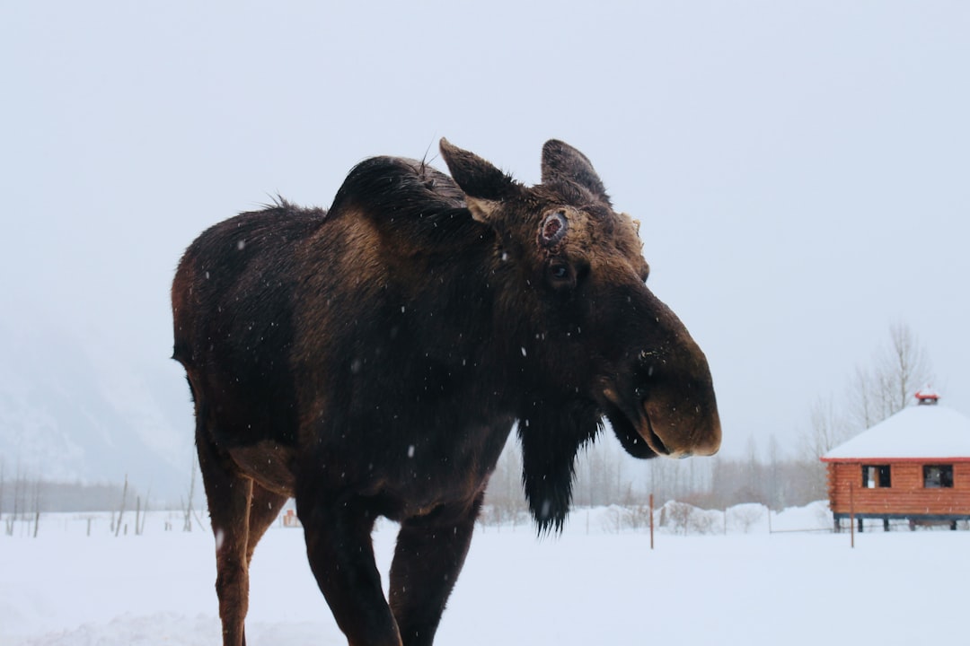 Descubre el Parque Nacional Grand Teton: una joya de la naturaleza | Secret World Trip Planner