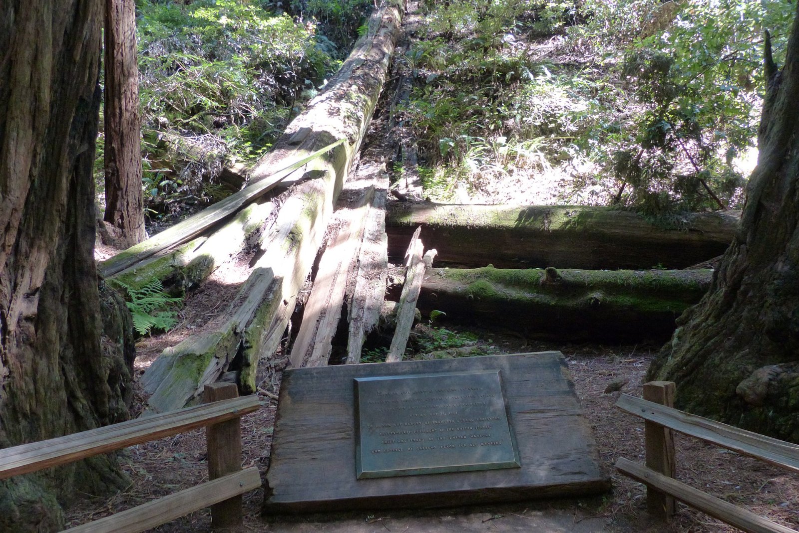 Découvrez le monument national de Muir Woods : un bijou de la nature en Californie | Secret World Trip Planner