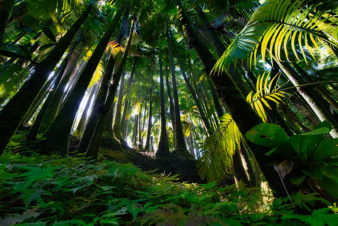 Discover the Magic of Hoh Rain Forest in Forks, Washington | Secret World Trip Planner