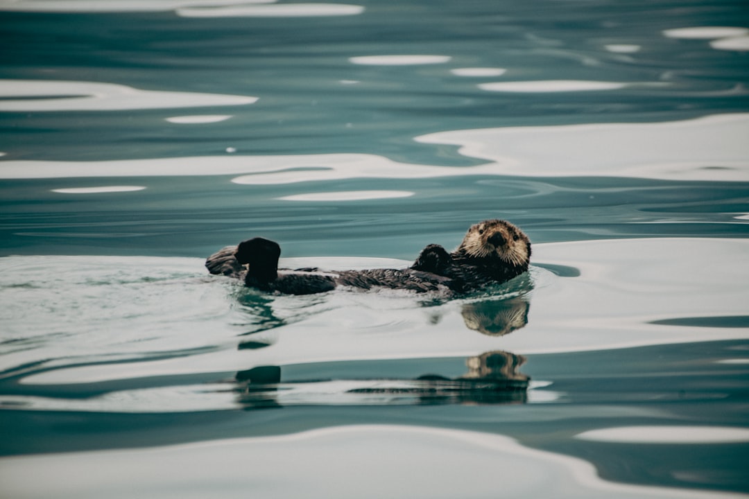 Parc national des fjords de Kenai : un joyau naturel en Alaska