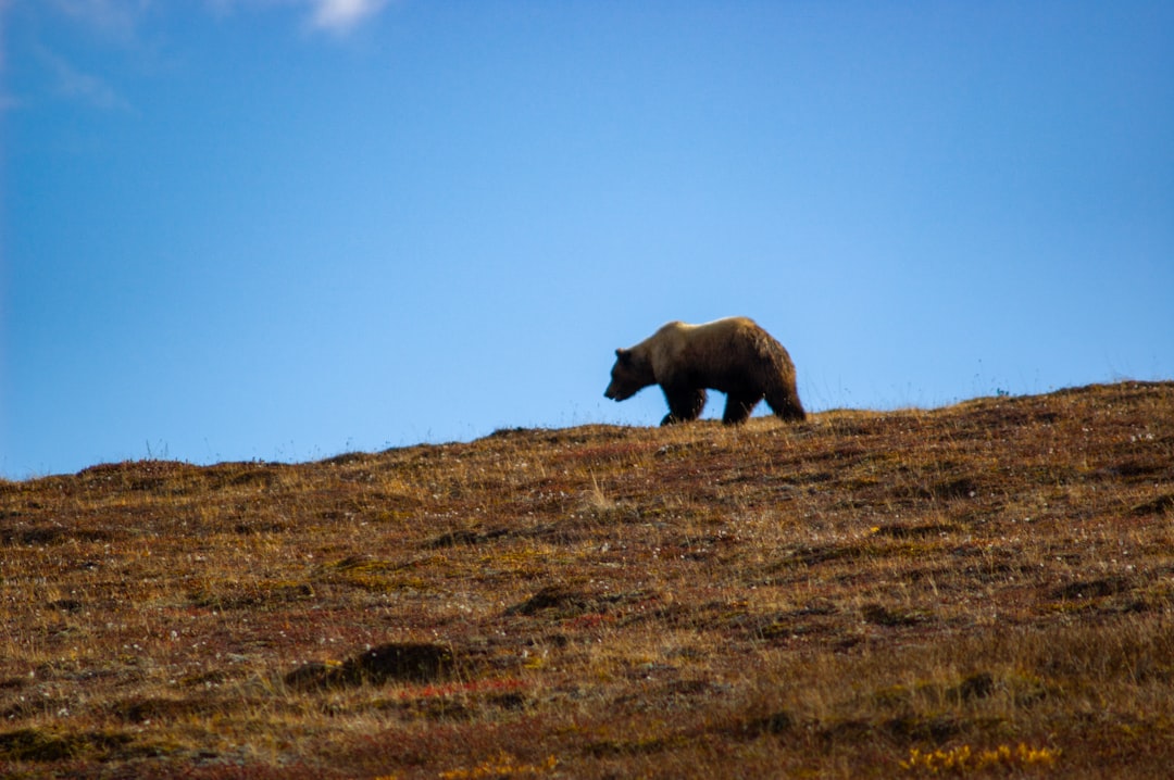 Esplora la bellezza selvaggia del Denali National Park | Secret World Trip Planner