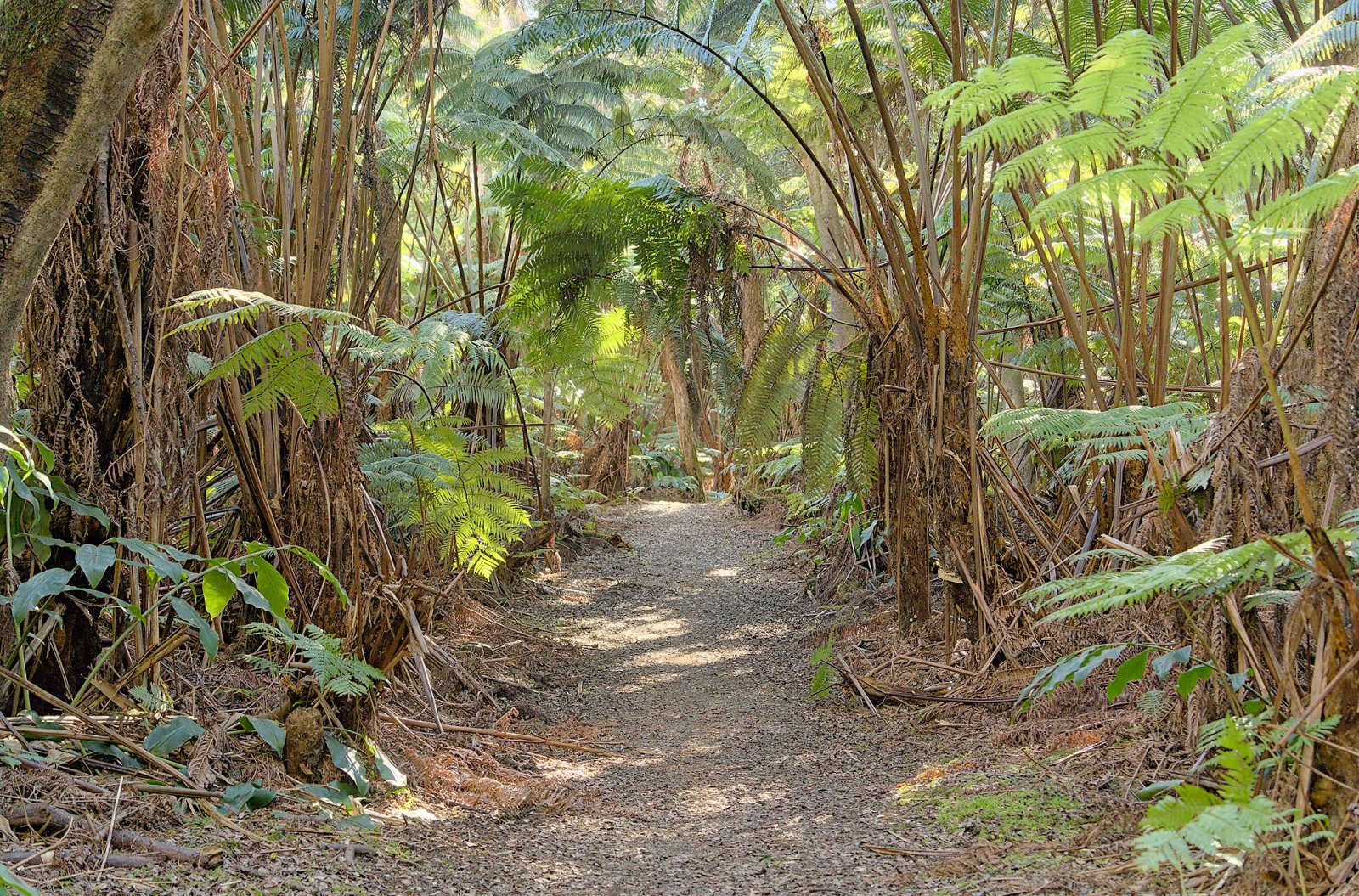Exploring Volcanoes National Park in Hawaii | Secret World Trip Planner