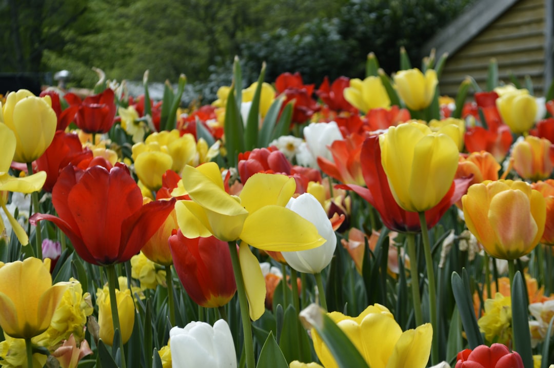 Keukenhof: Il Giardino dei Fiori più Grande del Mondo - Stationsweg 166A | Secret World Trip Planner