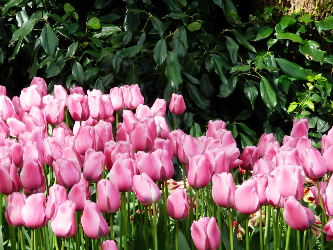 Keukenhof : Le Plus Grand Jardin de Fleurs au Monde - Stationsweg 166A | Secret World Trip Planner