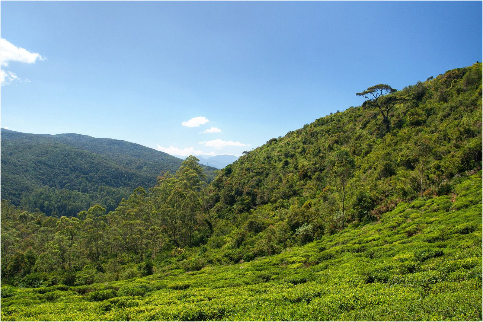 Single Tree Hill : un joyau naturel au Sri Lanka - Nuwara Eliya | Secret World Trip Planner