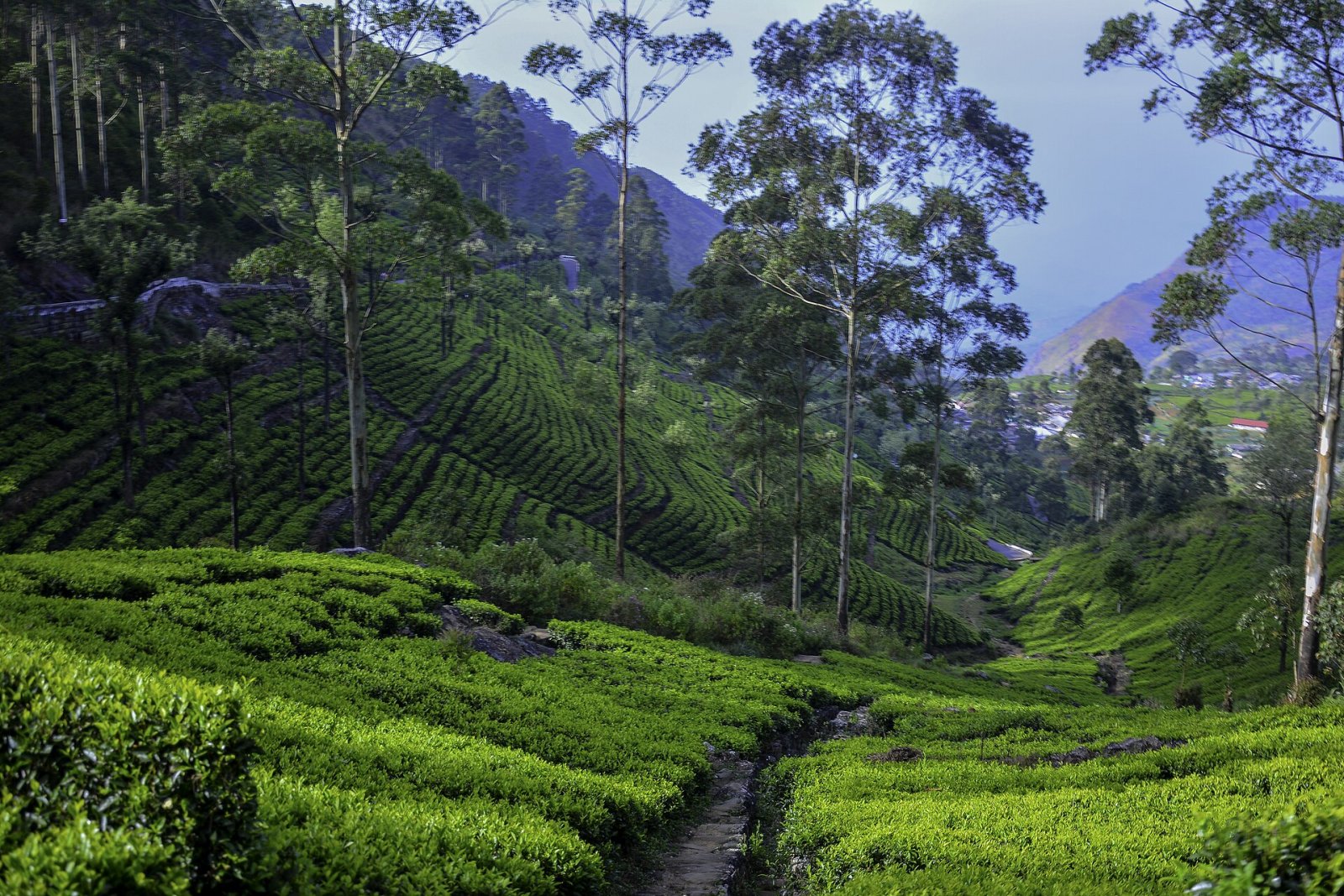 Descubre Lipton's Seat: El Panorama Inmaculado de Sri Lanka — Miriyabedde