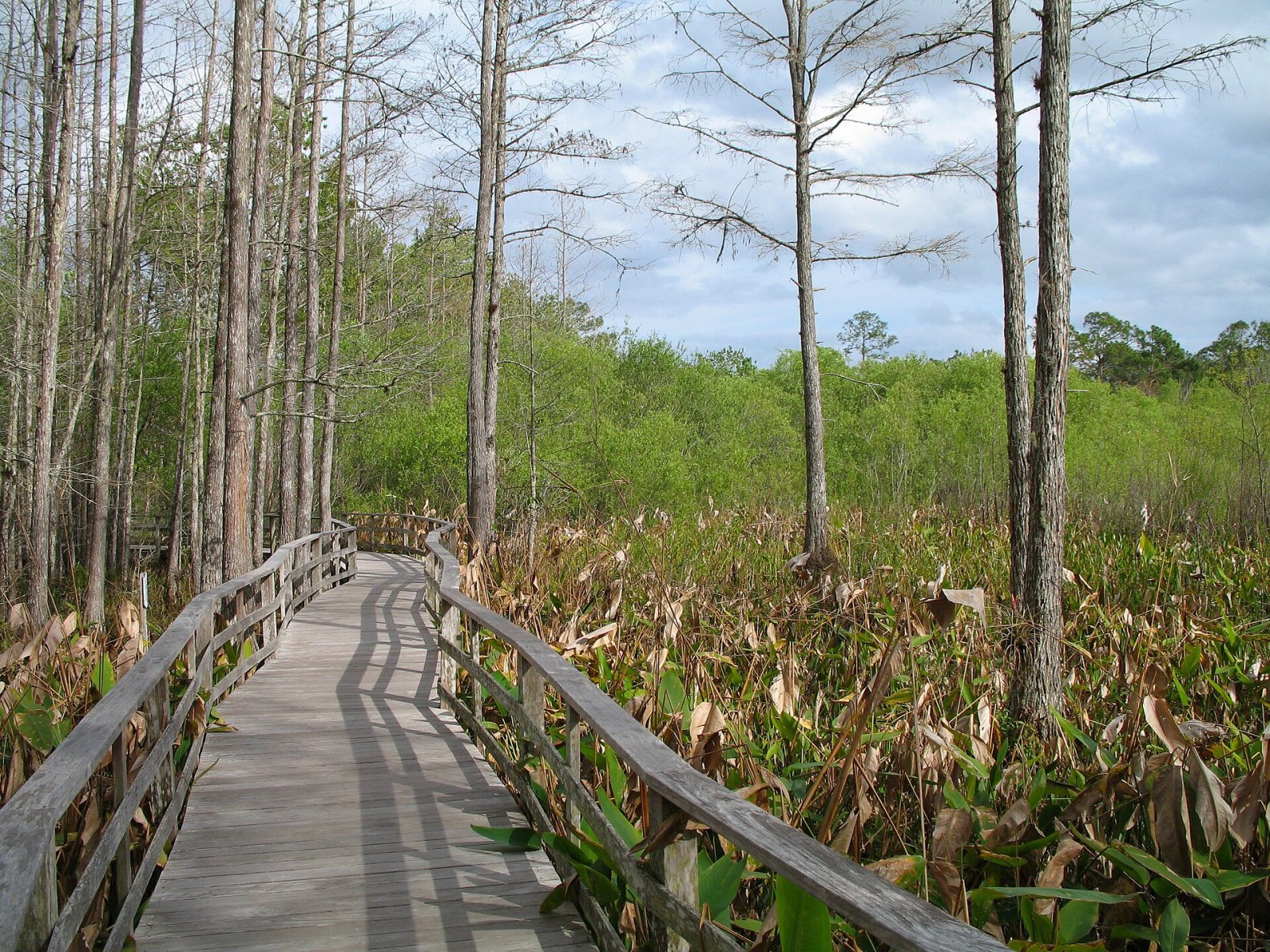 Corkscrew Swamp Sanctuary: Ein Naturparadies in Florida - Ghatampur | Secret World Trip Planner