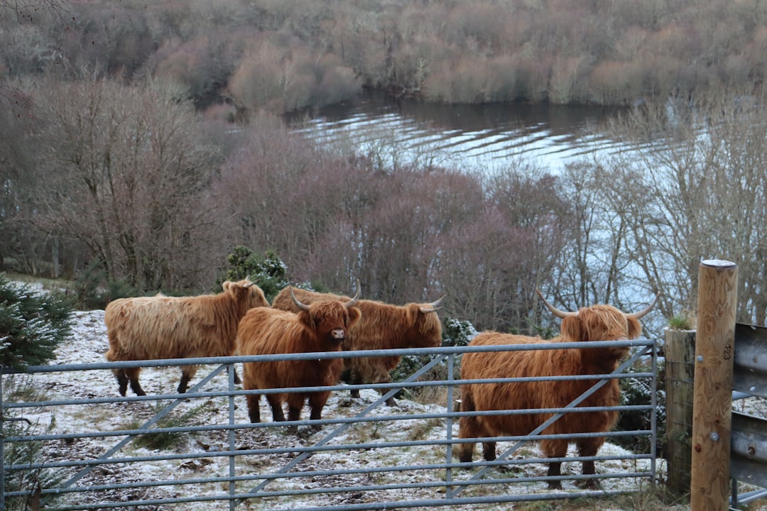 Tierras Altas de Escocia: un viaje a la naturaleza virgen | Secret World Trip Planner