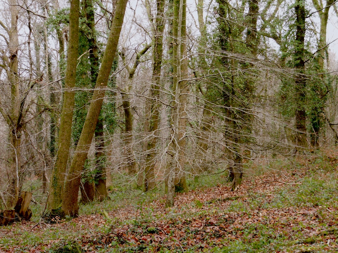 Découvrez Dark Hedges : la route enchantée d'Irlande du Nord | Secret World Trip Planner