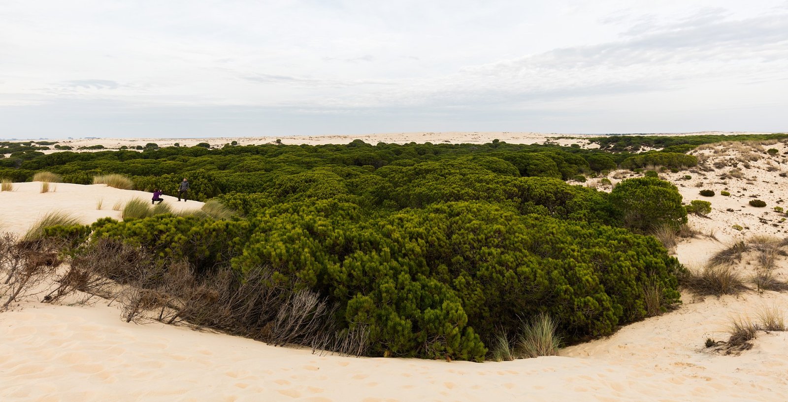 Discover Doñana National Park in Andalusia - Ouled Attia | Secret World Trip Planner
