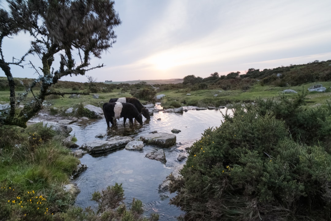 Découvrez le charme du parc national de Dartmoor en Angleterre - HX28+2M Lens | Secret World Trip Planner
