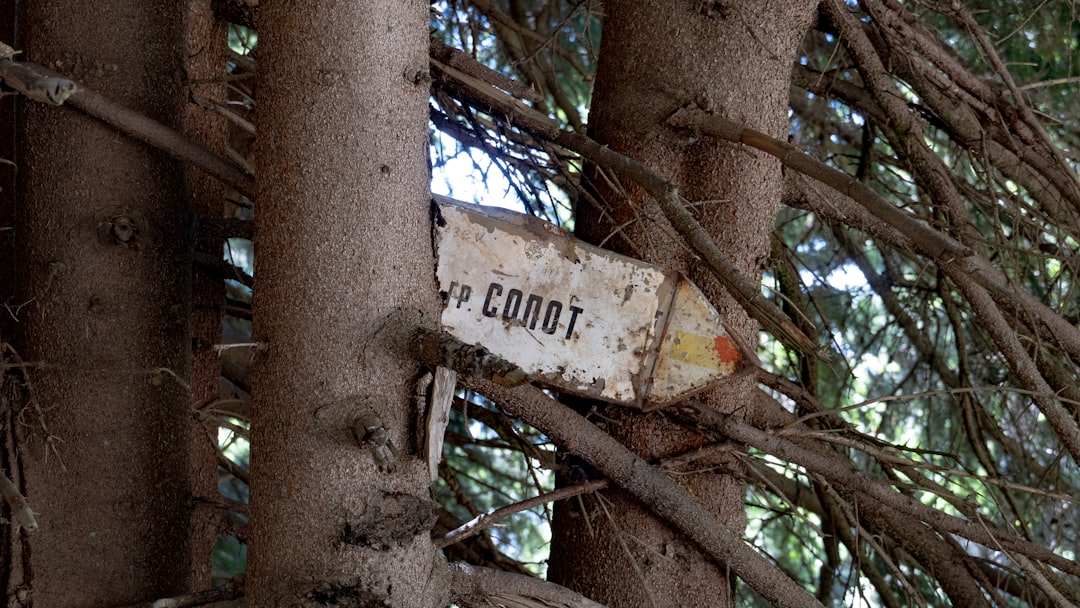 Gossip Tree: L'Arte Sonora nel Cuore di Sibiu - Strada Turnului 2 | Secret World Trip Planner