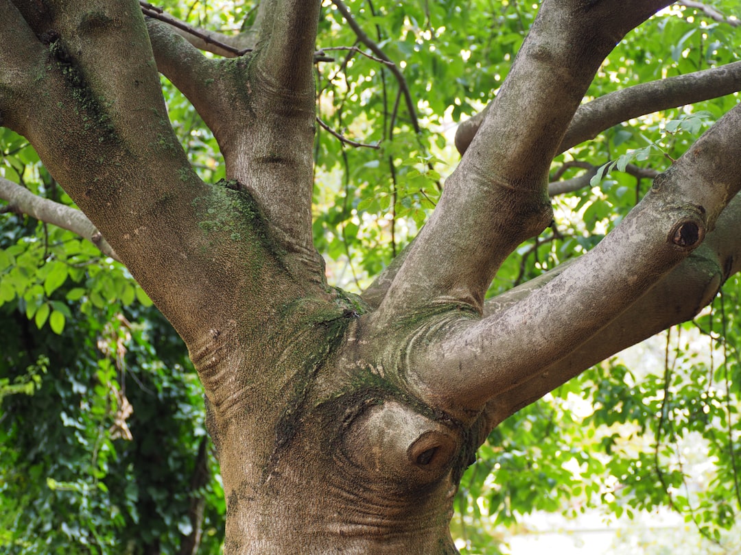 Gossip Tree: Klangkunst im Herzen von Sibiu - Strada Turnului 2 | Secret World Trip Planner