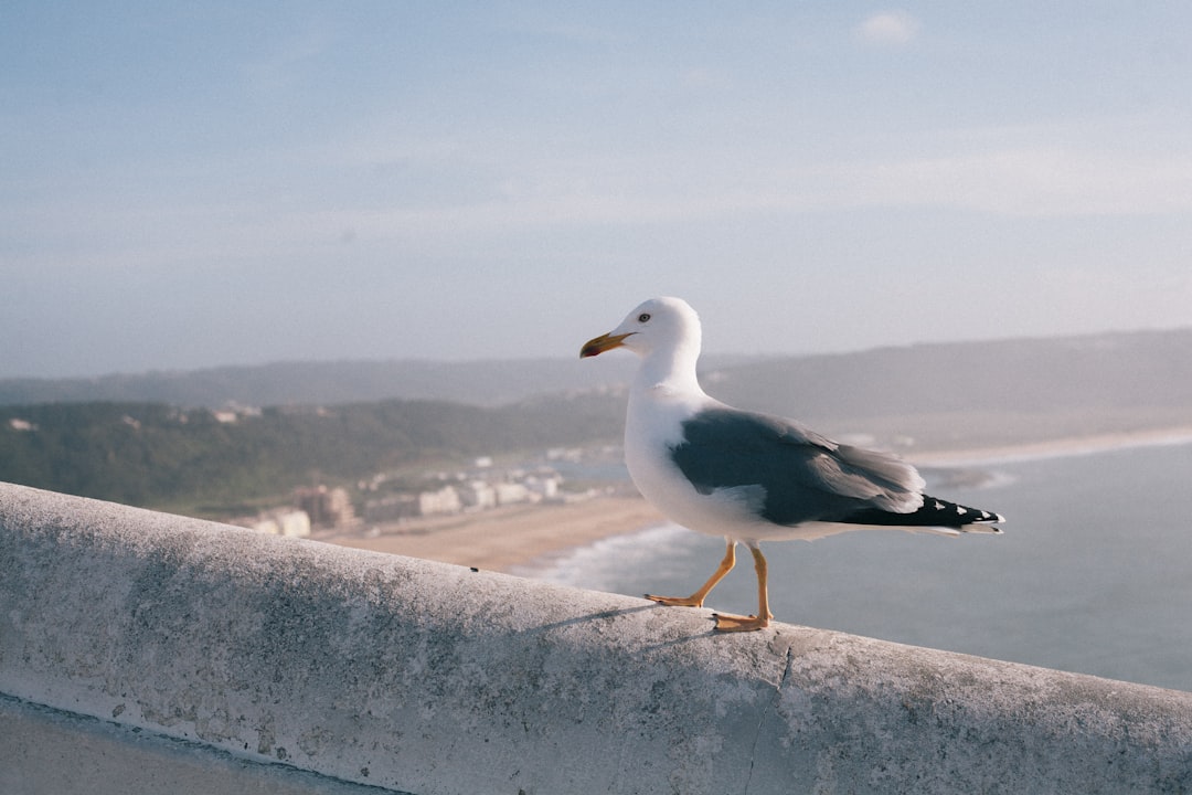 Descubre Penha de Águia: un rincón de paraíso en Portugal - Santana | Secret World Trip Planner