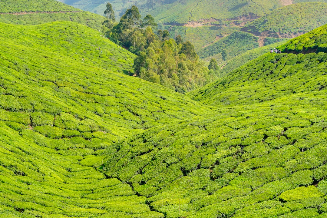 Munnar: Un Paradiso Tra le Piantagioni di Tè - Munnar | Secret World Trip Planner