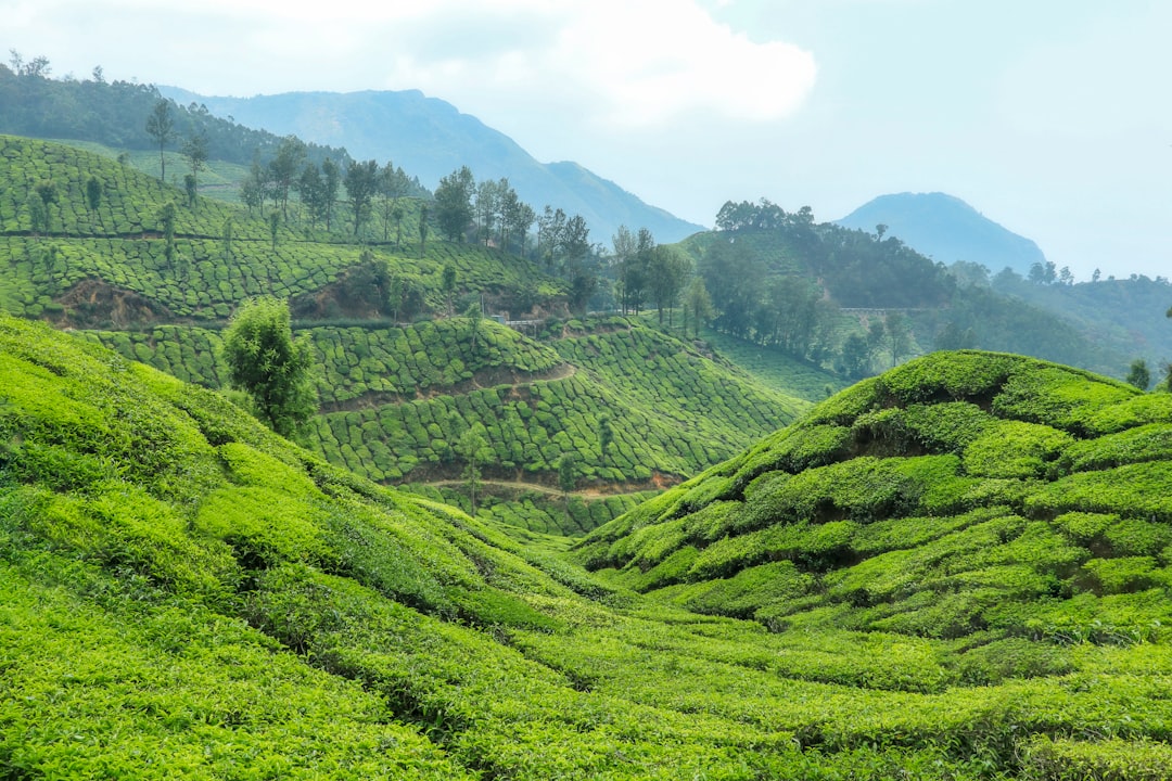 Munnar: Ein Paradies zwischen Teeplantagen - Munnar | Secret World Trip Planner