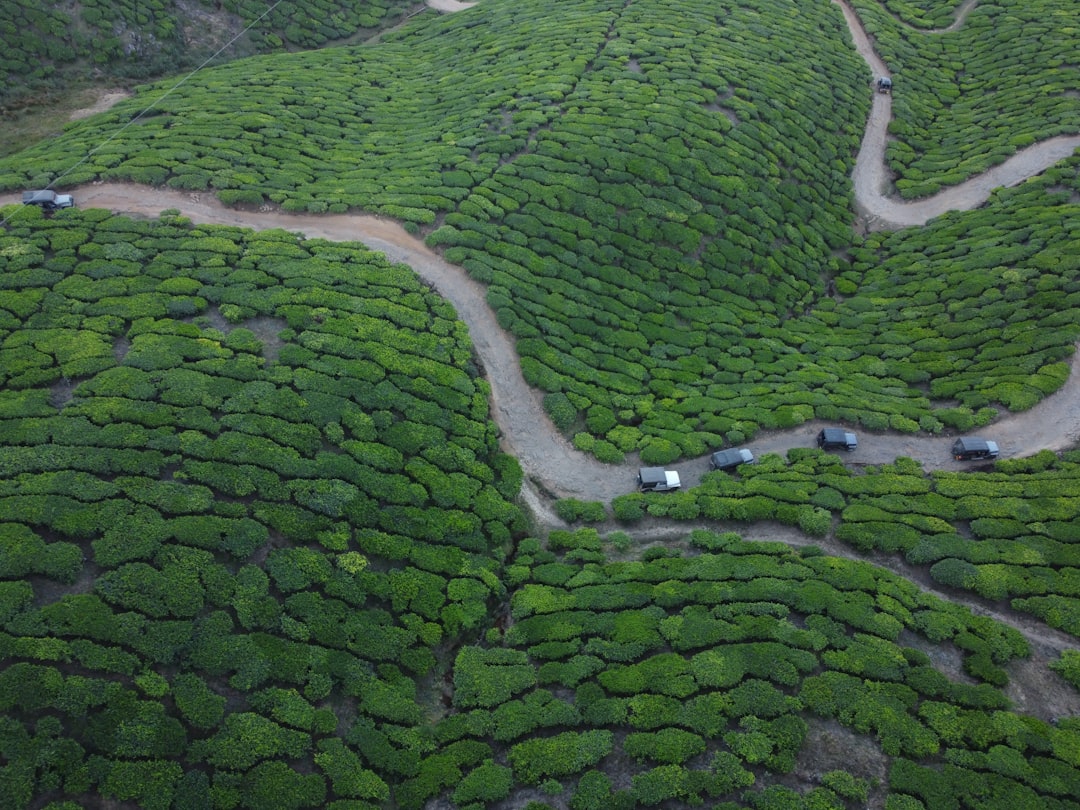 Munnar: Un Paraíso Entre Plantaciones de Té - Munnar | Secret World Trip Planner