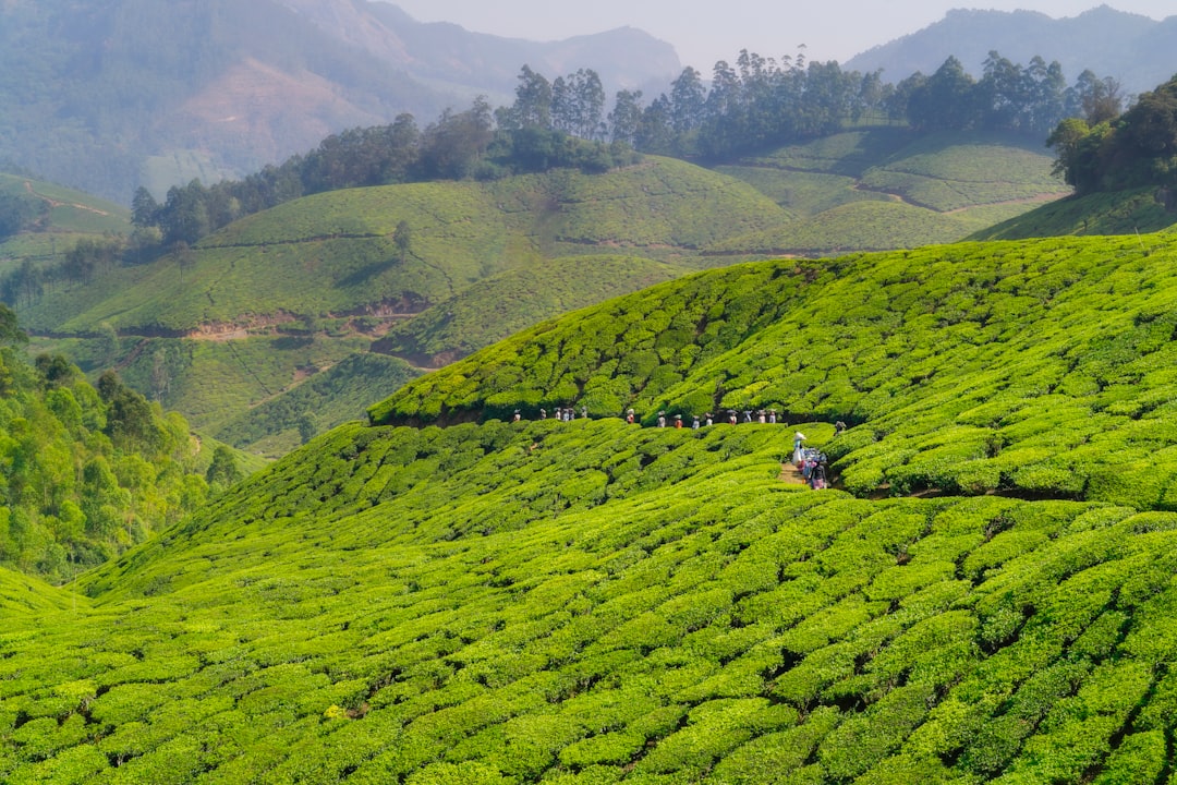 Munnar: Un Paraíso Entre Plantaciones de Té - Munnar | Secret World Trip Planner