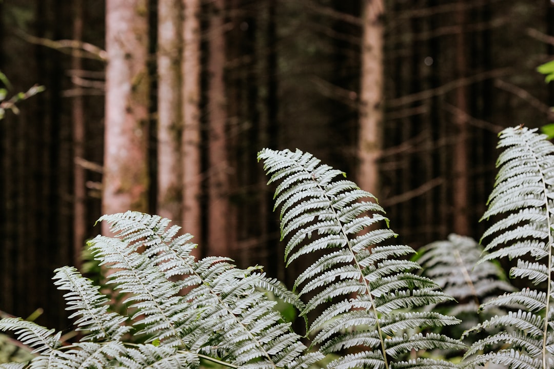 Scopri la Magia della Foresta delle Ardenne a Bastogne - Rue des Scieries 13 | Secret World Trip Planner