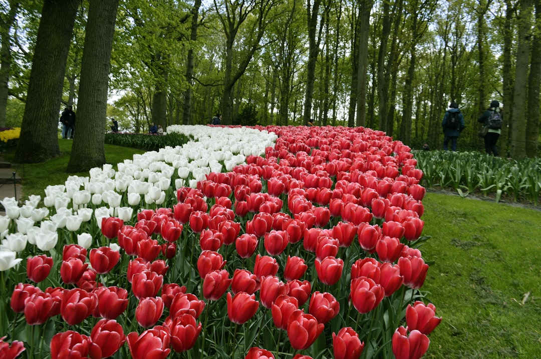 Scopri la Magia dei Giardini di Keukenhof a Lisse - Lisse | Secret World Trip Planner
