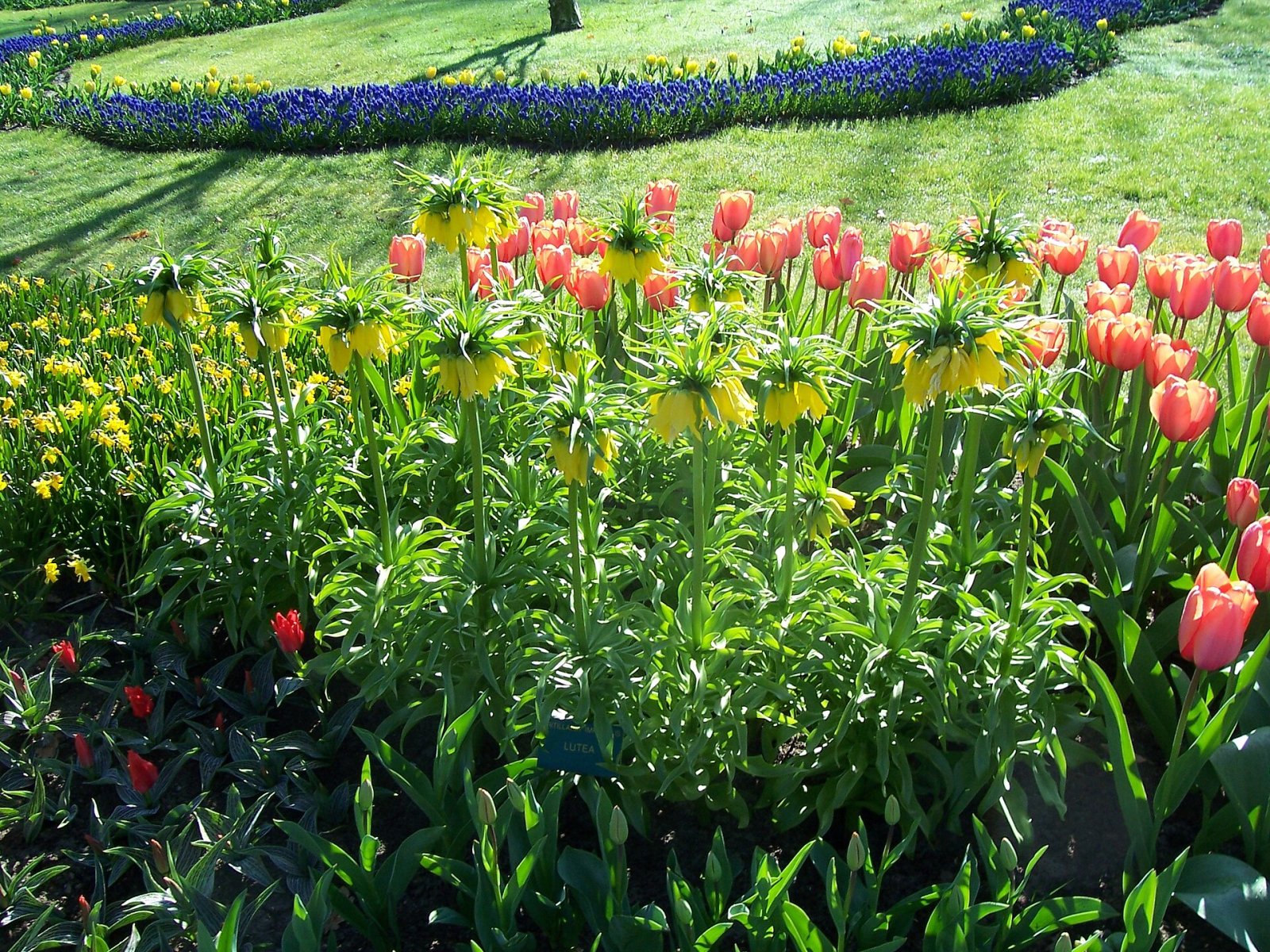 Discover the Magic of Keukenhof Gardens in Lisse - Lisse | Secret World Trip Planner