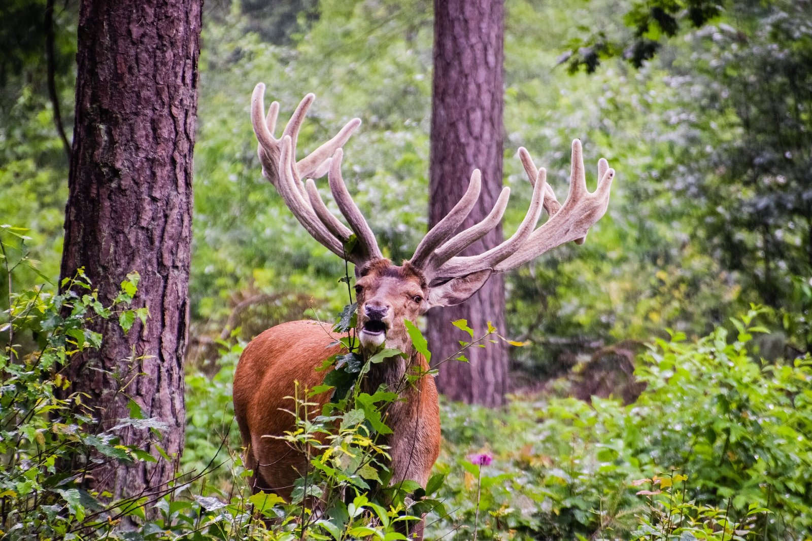 Entdecken Sie die Schönheit des Nationalparks Hoge Veluwe - Otterlo | Secret World Trip Planner