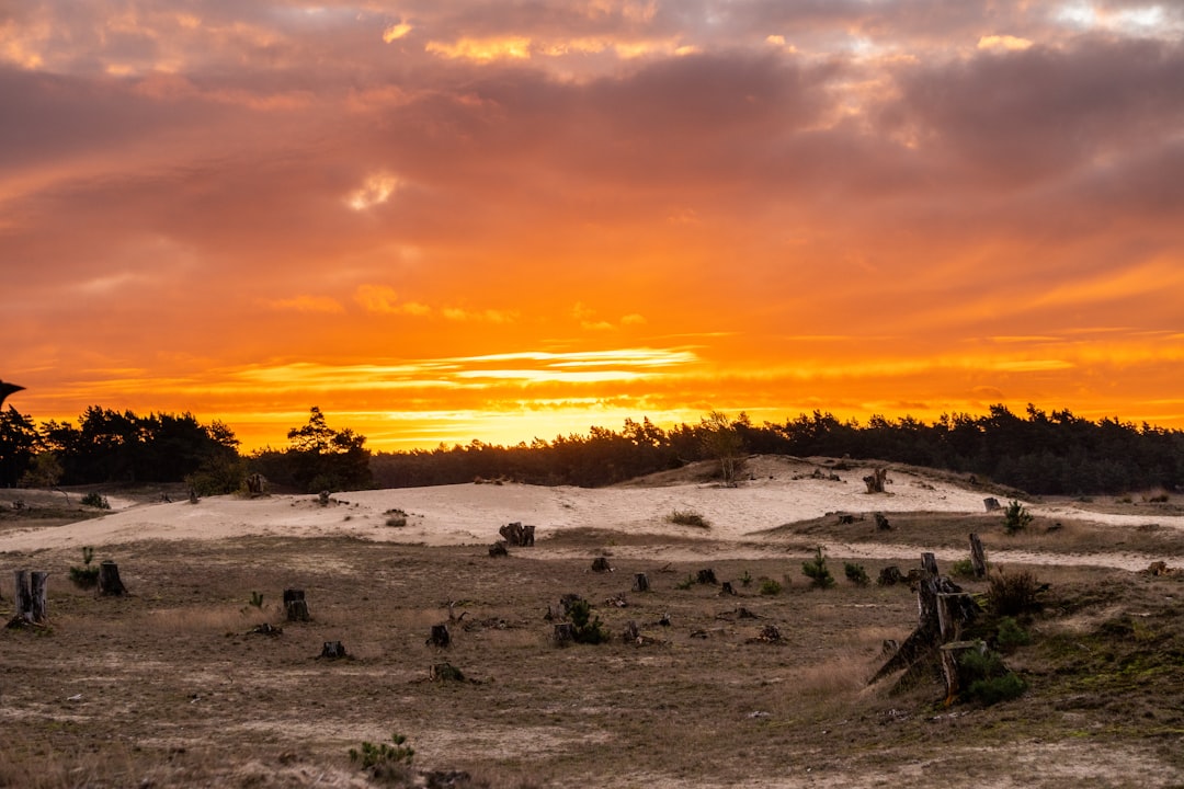 Descubre la belleza del Parque Nacional Hoge Veluwe — Otterlo