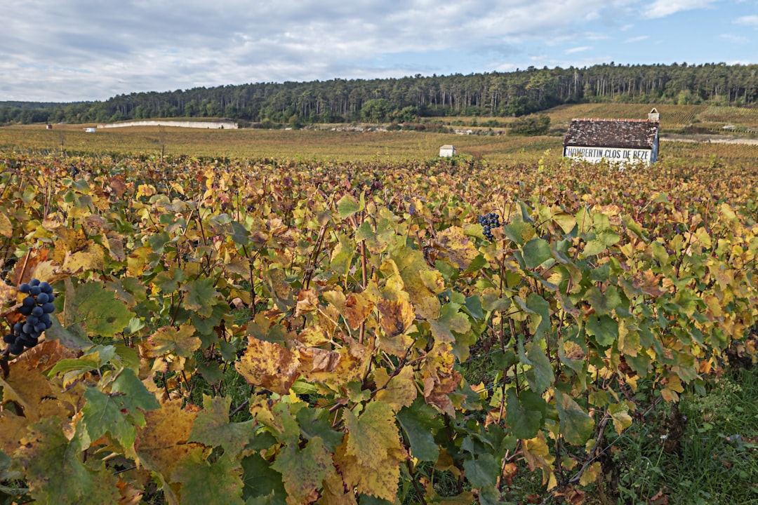 Entdecken Sie die Côte-d'Or: Die Magie der Burgunderweine — Côte-d'Or