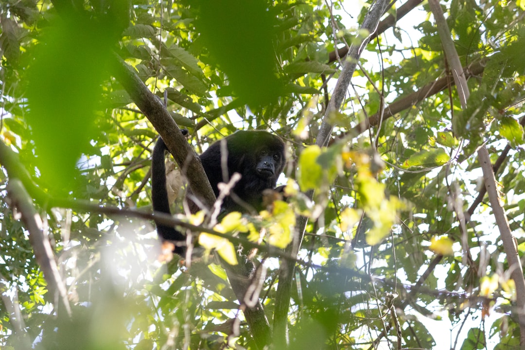 Ometepe: Un Paradiso Naturale nel Cuore del Nicaragua - Ometepe | Secret World Trip Planner