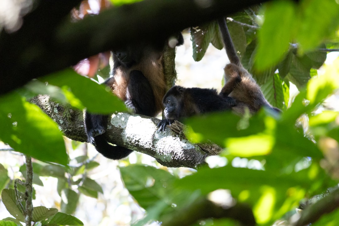 Ometepe: Un Paradiso Naturale nel Cuore del Nicaragua - Ometepe | Secret World Trip Planner