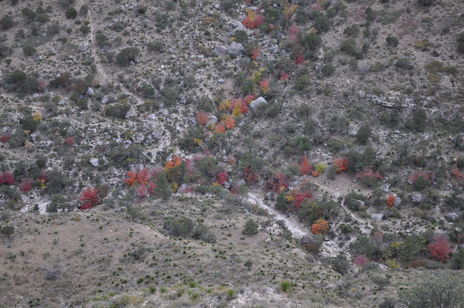 Parc national des Guadalupe Mountains : un trésor naturel du Texas - Mianyang | Secret World Trip Planner