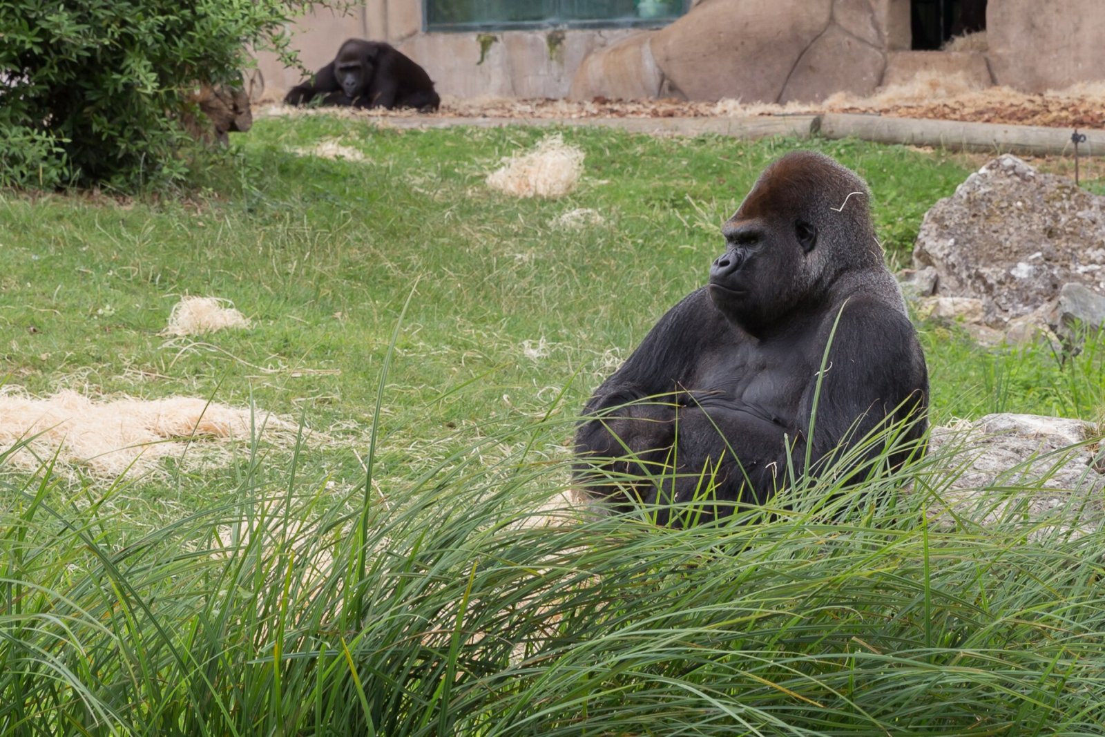 Gorillas: Un viaggio tra natura e avventura in Grecia — FGFW+5W Paramithia