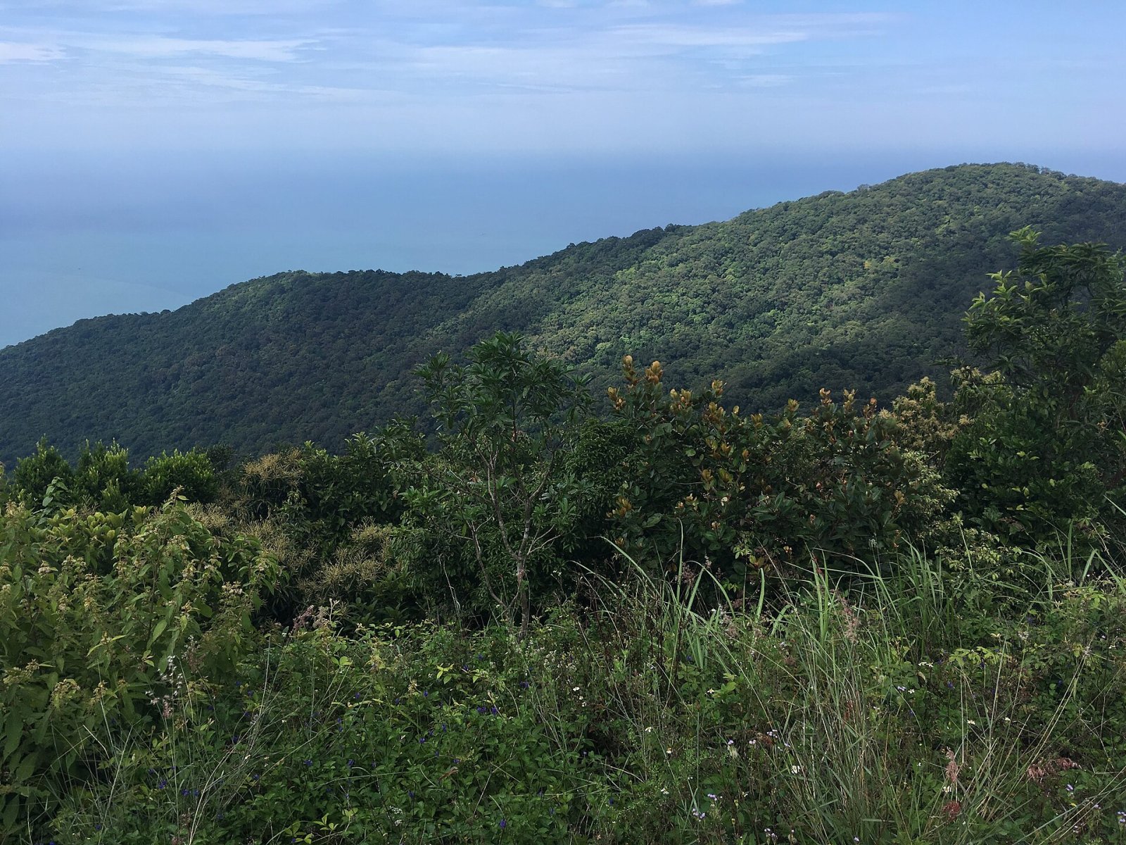 Scopri la Montagna di Son Tra: Un Paradiso Naturale in Vietnam - Son Tra | Secret World Trip Planner