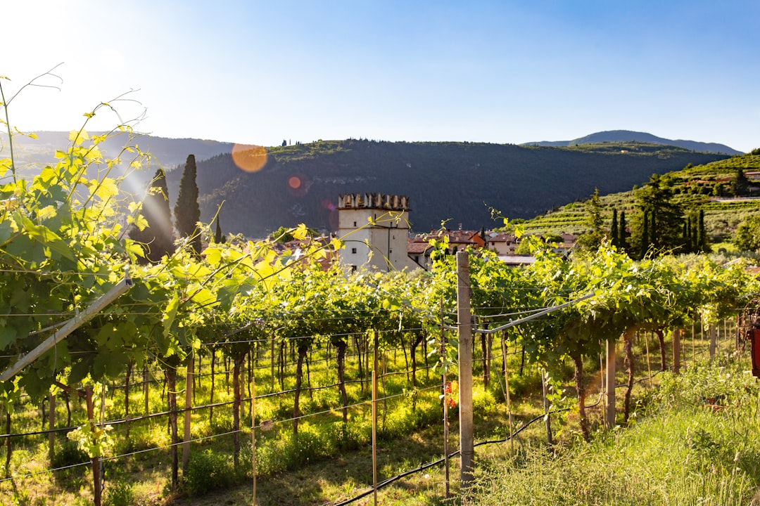 Valpolicella: El Paraíso del Amarone - Valpolicella | Secret World Trip Planner