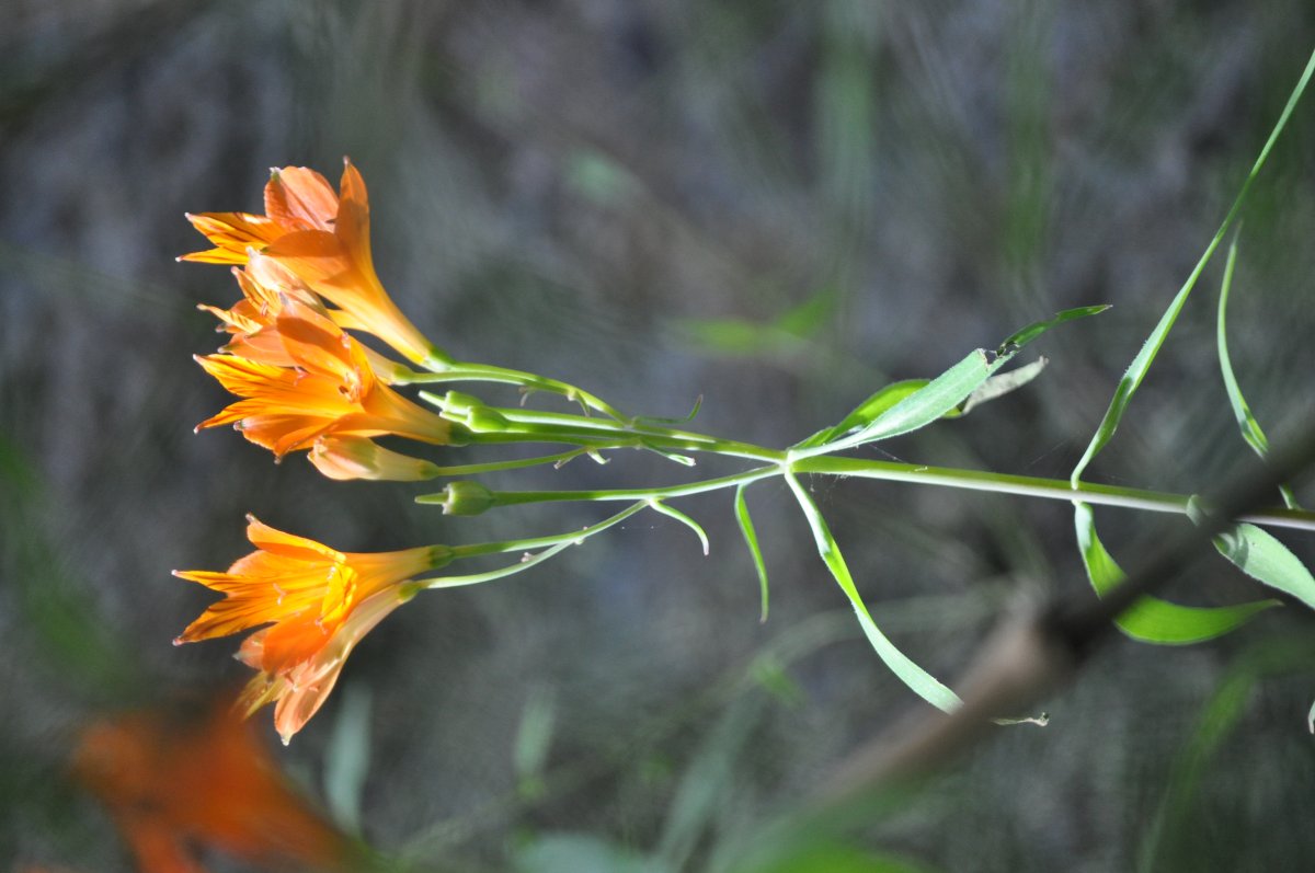 Entdecken Sie den Nationalpark La Campana: Verborgene Wege - Hijuelas | Secret World Trip Planner