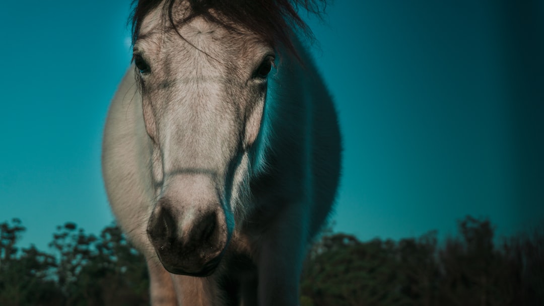 El Caballo Azul de Franz Marc: Arte y Naturaleza en Zehdenick - Dorfanger 20 | Secret World Trip Planner