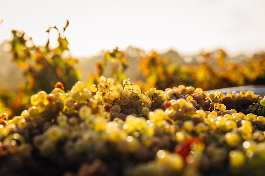 Barossa Valley: la culla del Shiraz australiano - Barossa Valley | Secret World Trip Planner
