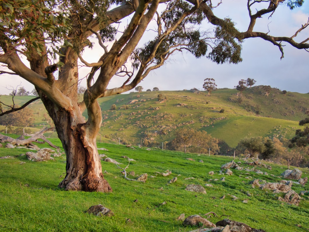 Barossa Valley: Wiege des australischen Shiraz - Barossa Valley | Secret World Trip Planner
