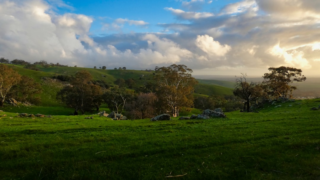 Barossa Valley: Wiege des australischen Shiraz - Barossa Valley | Secret World Trip Planner