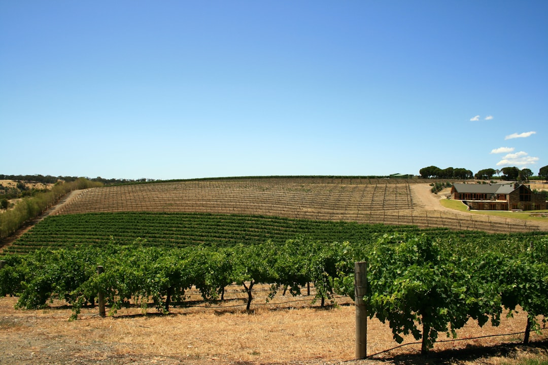 Barossa Valley: Wiege des australischen Shiraz - Barossa Valley | Secret World Trip Planner