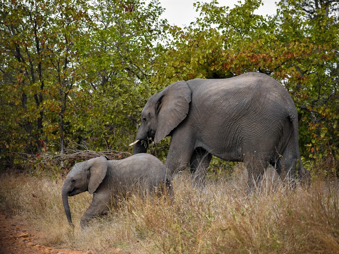 Scoprire la Biodiversità al Malelane Gate del Kruger - R570 | Secret World Trip Planner