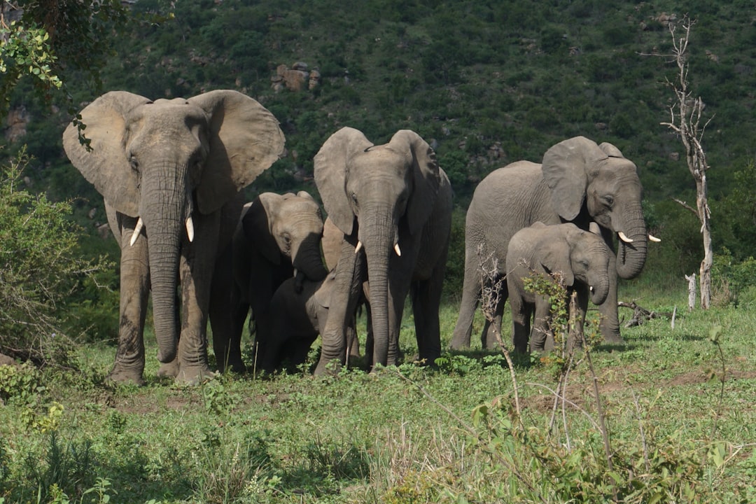 Scoprire la Biodiversità al Malelane Gate del Kruger - R570 | Secret World Trip Planner