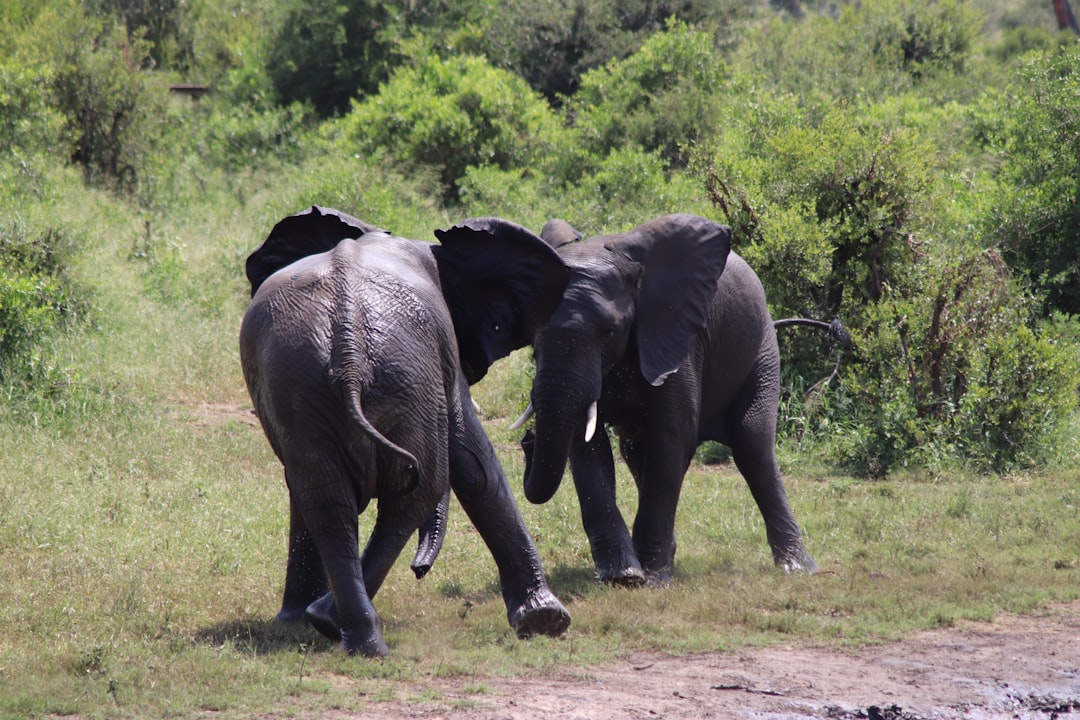 Descubre la Biodiversidad en la Puerta Malelane del Kruger - R570 | Secret World Trip Planner