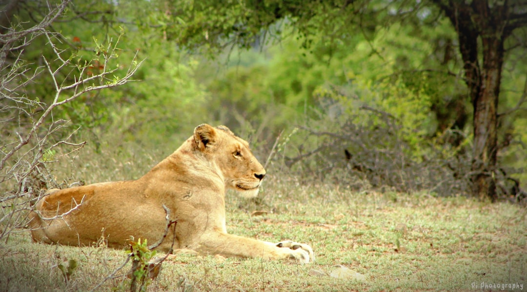 Descubre la Biodiversidad en la Puerta Malelane del Kruger - R570 | Secret World Trip Planner