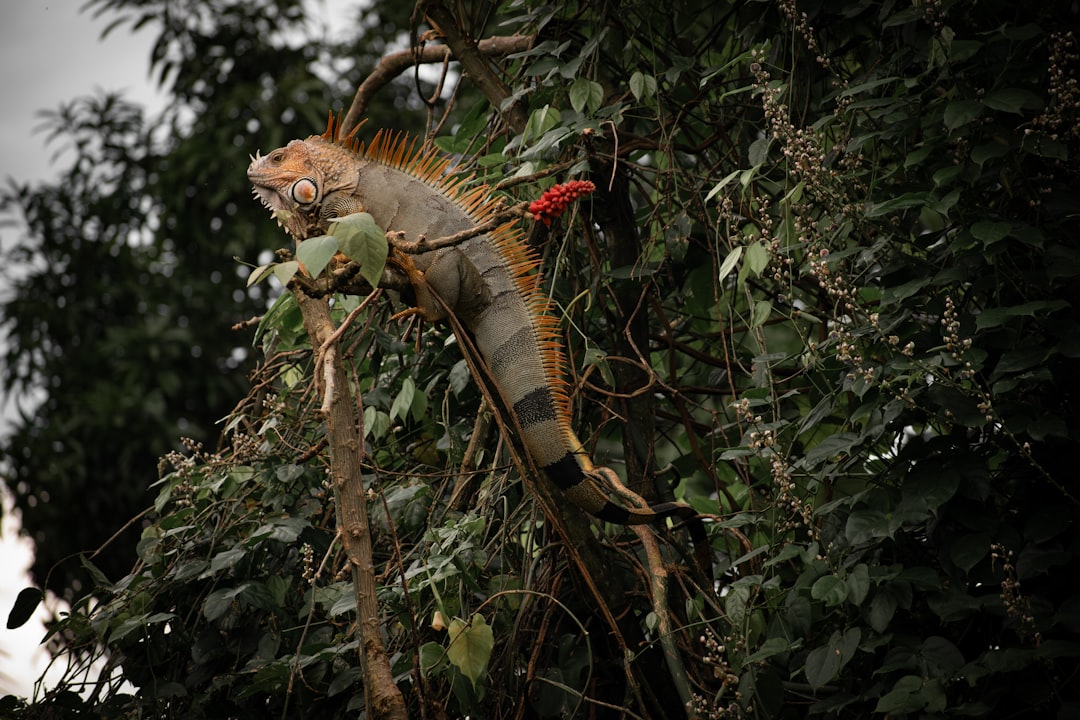 Turrialba: Der aktive Vulkan in Costa Rica - Provincia di Cartago | Secret World Trip Planner