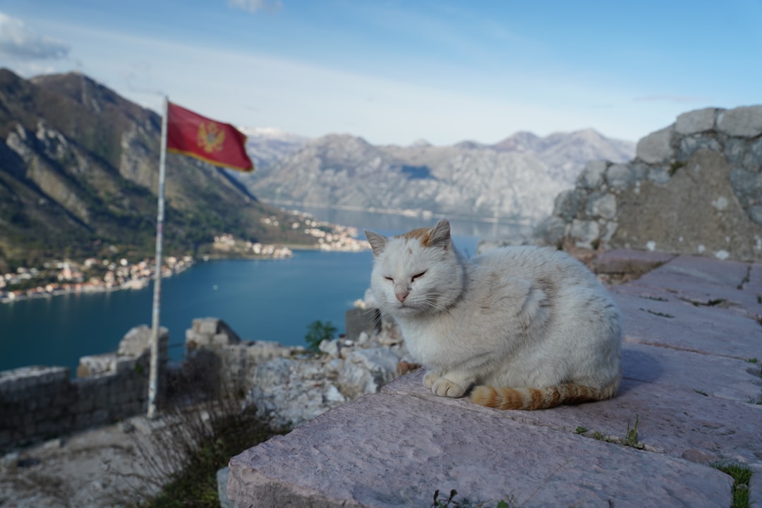 Musée des Chats de Kotor : félins et artisans médiévaux - Trg Gospa od Anđela - Stari Grad 371 | Secret World Trip Planner