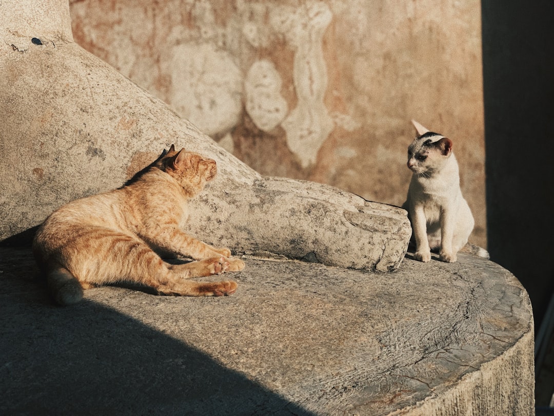 Musée des Chats de Kotor : félins et artisans médiévaux - Trg Gospa od Anđela - Stari Grad 371 | Secret World Trip Planner