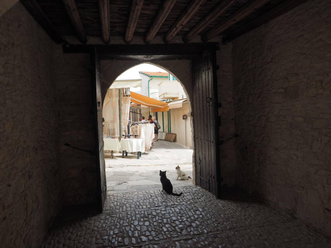 Museo de Gatos en Kotor: felinos y artesanos medievales - Trg Gospa od Anđela - Stari Grad 371 | Secret World Trip Planner